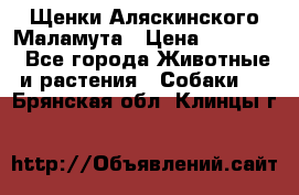 Щенки Аляскинского Маламута › Цена ­ 10 000 - Все города Животные и растения » Собаки   . Брянская обл.,Клинцы г.